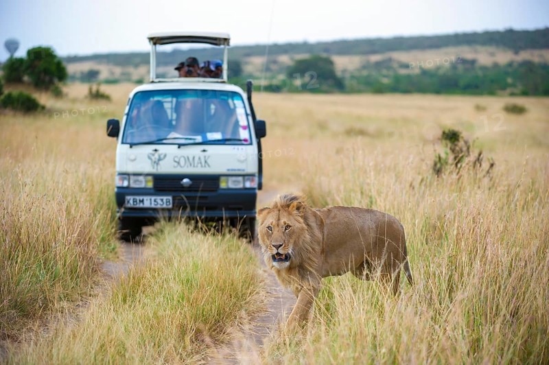 Lion (Panthera leo), male, in front of safari wagon, Masai Mara National Reserve, Kenya, East Africa