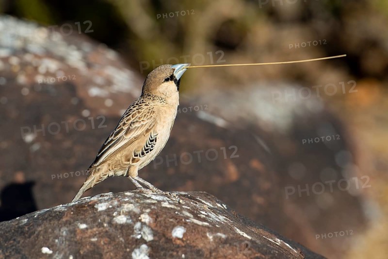 Common weaver (Philetairus socius), Keetmanshoop, Karas Region, Namibia