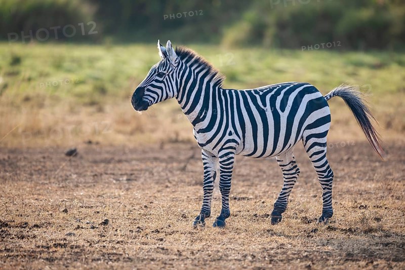 Steppe Zebra (Equus quagga boehmi), in the evening light, Masai Mara, National Park, Kenya, East Africa