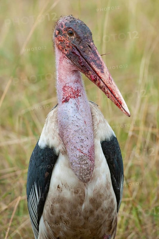 Marabou (Leptoptilos crumeniferus) with blood-streaked beak after eating carrion, Masai Mara, Kenya, East Africa
