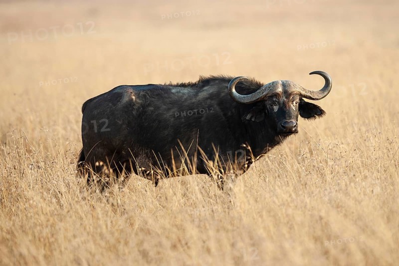 African buffalo, kaffir buffalo (Syncerus caffer) in tall grass, Masai Mara, Kenya