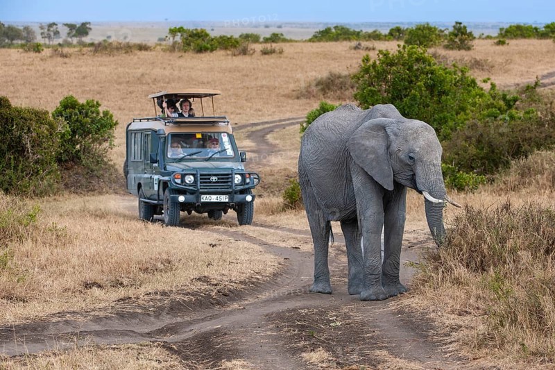 African elephant (Loxodonta africana), old female, lead cow in the Masai Mara landscape, tourists in a safari car in the background, Kenya