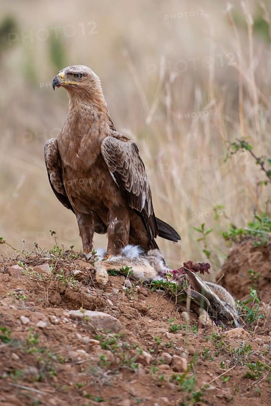 Predatory eagle or savanna eagle (Aquila rapax), adult bird with battered rabbit, Masai Mara, Kenya