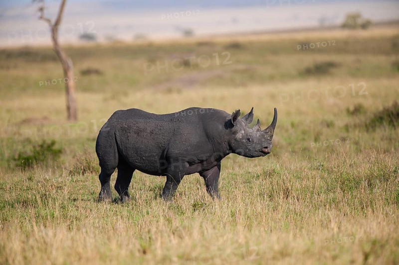 Black rhinoceros (Diceros bicornis), Masai Mara, Kenya