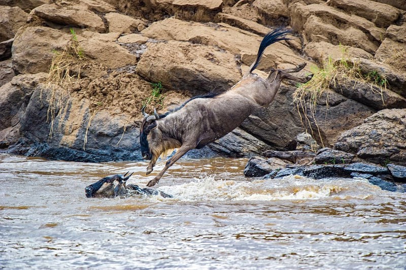 Striped wildebeest (Connochaetes taurinus), wildebeest jumping into Mara River, wildebeest migration, Masai Mara, Kenya