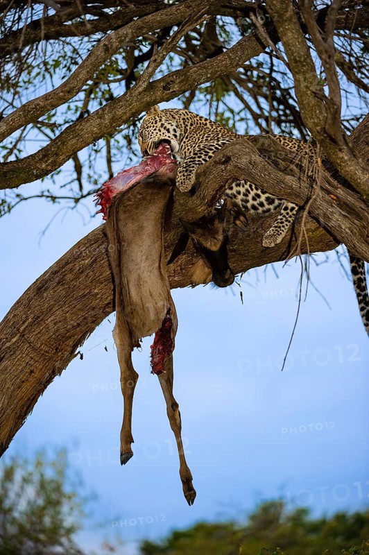 Leopard (Panthera pardus) eats captured striped gnu, white-bearded wildebeest (Connochaetes taurinus), on a tree, Masai Mara, Kenya, East Africa