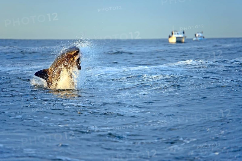 Great white shark (Carcharodon carcharias), jump, eats seal, Seal Island, Western Cape, Republic of South Africa