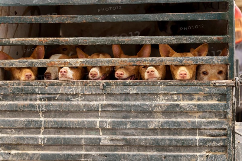 Rehala Podenco dogs standing caged in a transport truck, moving for hunting day in ronda, malaga, spain