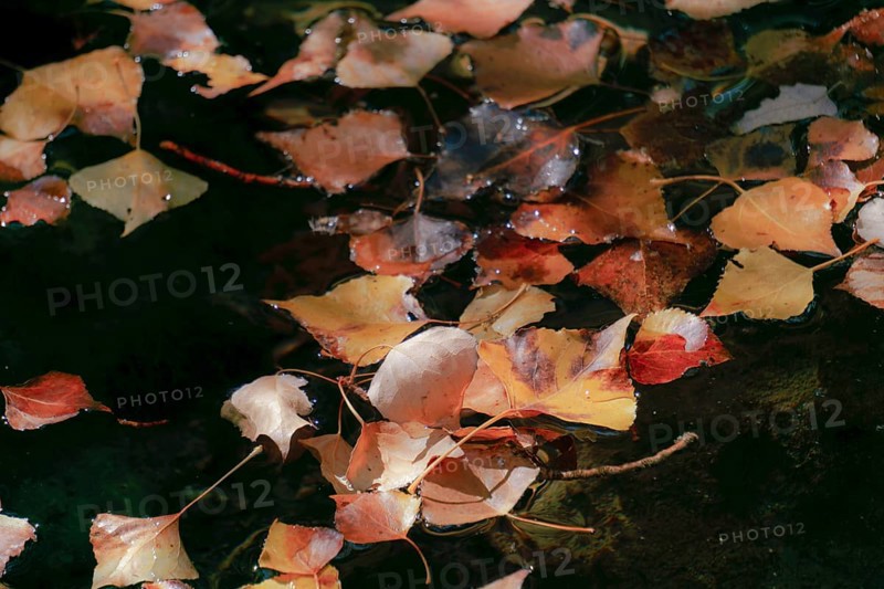 Colorful autumn leaves floating on a dark water surface, showing fall season concepts and natural decay in ronda, malaga, spain