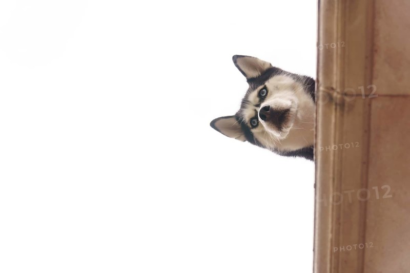Siberian husky peeking from behind a column, tilting head and gazing down with curious blue eyes and fluffy fur, vertical close-up in setenil de las bodegas cadiz, spain