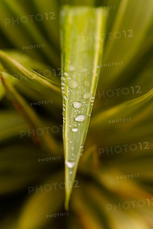 Green plant leaf covered in fresh water drops. Close-up view showing nature's beauty and cleanliness in ronda, malaga, spain
