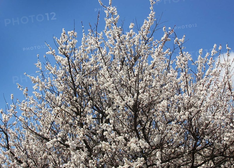 A blossoming apricot tree with dense branches covered in white flowers under a blue sky, symbolizing the extraordinary beauty of spring nature, Zaporizhzhia, Ukraine