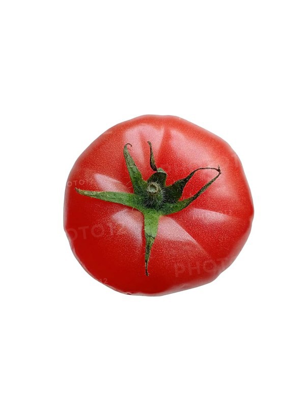 Juicy ripe tomato with green sprout on white background