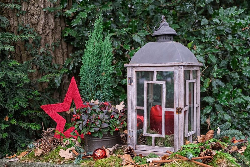 Christmas lantern with red apples and star surrounded by moss and pine branches in the forest, North Rhine-Westphalia, Germany