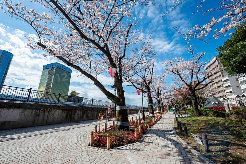 Sumida Park with blooming cherry trees, Japanese cherry blossoms, waterfront along the Sumida River, Asahi Beer Hall behind and Asahi Headquarters with Asahi Flame, Asakusa, Tokyo, Japan