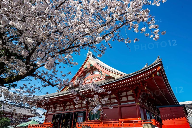 Cherry Blossoms and Red Temple, Buddhist Temple Complex, Japanese Cherry Blossom, Asakusa Shrine or Senso-ji Temple, Asakusa, Tokyo, Japan
