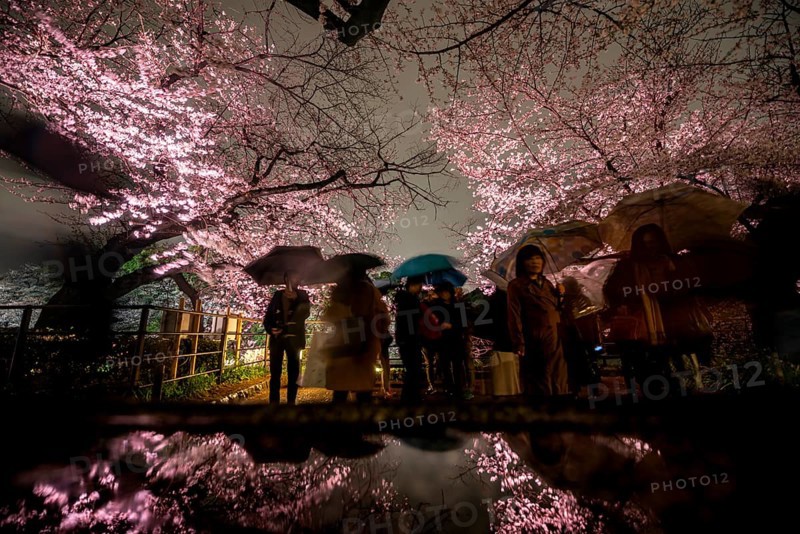 People walking under blooming illuminated cherry trees at night, Japanese cherry blossoms in spring, Hanami Festival, Chidorigafuchi Green Way, Tokyo, Japan