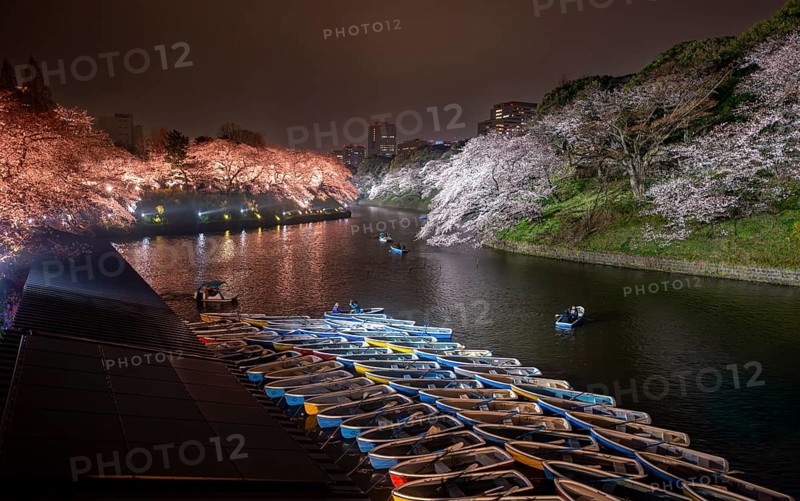 Rowing boats on Chidorigafuchi Canal, illuminated cherry trees blooming on the shore at night, Japanese cherry blossoms in spring, Hanami festival, Chidorigafuchi Green Way, Tokyo, Japan