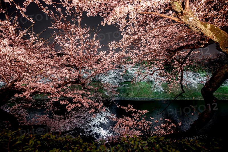 Chidorigafuchi Canal with blooming illuminated cherry trees at night, Japanese cherry blossoms in spring, Hanami Festival, Chidorigafuchi Green Way, Tokyo, Japan