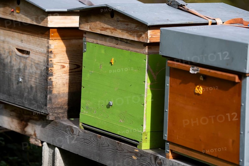 Apiary, bee houses in a row lined up. Beekeeping insects in housing. Producing honey in colourful beehives. Valais, Switzerland