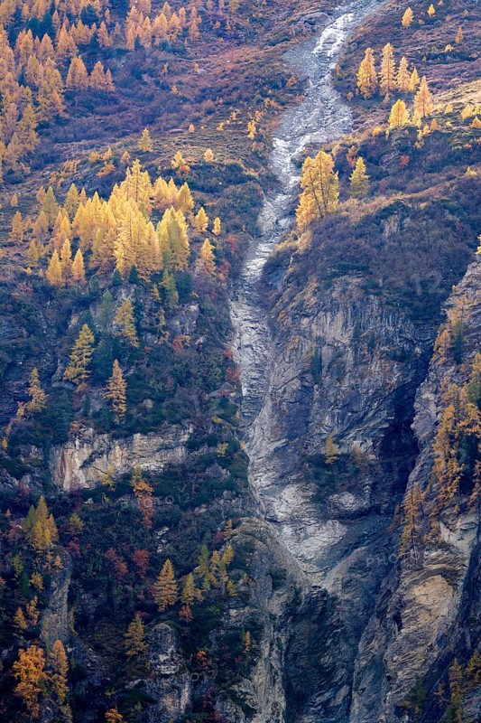 Yellow trees shine in autumn colours above an abysm. Steep slope is a large rock formation. Rhone valley, Alps, Switzerland