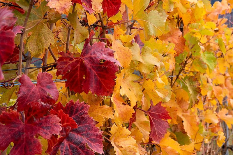 Vine leaves, red and yellow. Autumn colours in the Rhone Valley. Colourful yellow orange image. Valais, Switzerland