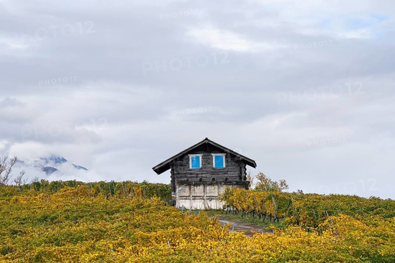Litte house stands on top of vineyards. Vine shines in autumn colours in the Rhone Valley. Colourful yellow orange image. Valais, Switzerland