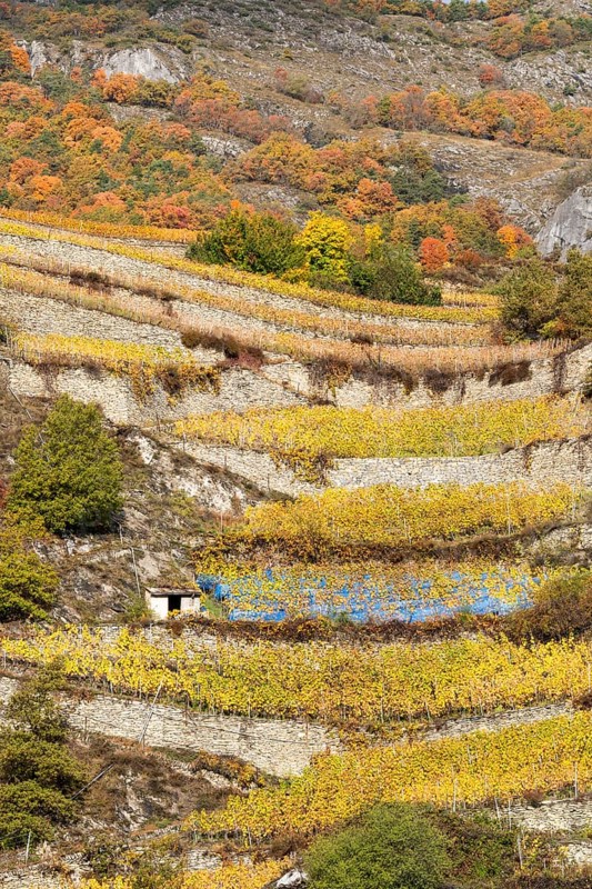 Terraced grape vineyards, steps up the hill in autumn colours in the Rhone Valley. Colourful yellow orange image. Valais, Switzerland