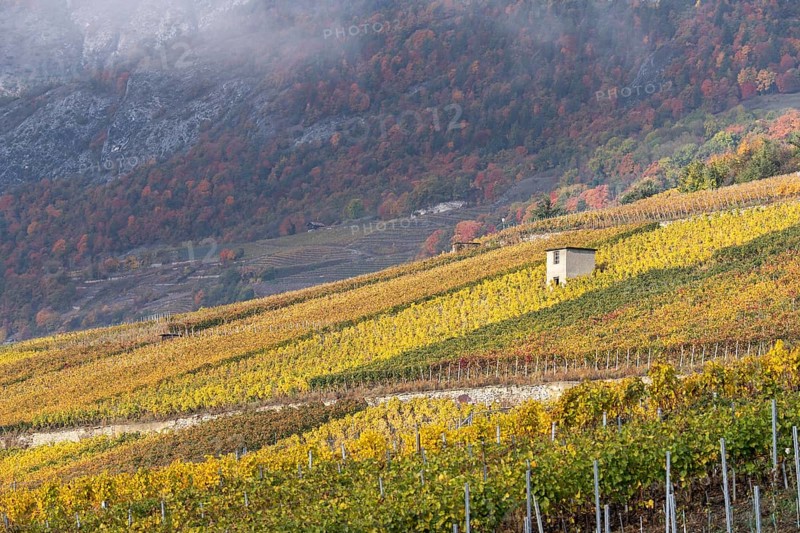 Terraced grape vineyards in autumn colours in the Rhone Valley. Colourful yellow, green, and orange vine leaves, little hut stands in the middle of the field. Valais, Switzerland