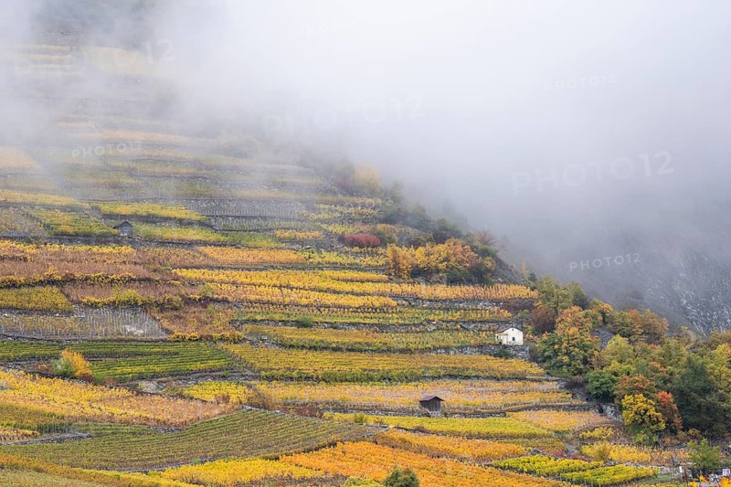 Terraced grape vineyards in autumn colours in the Rhone Valley. Downhill growing in colourful yellow and orange. Valais, Switzerland