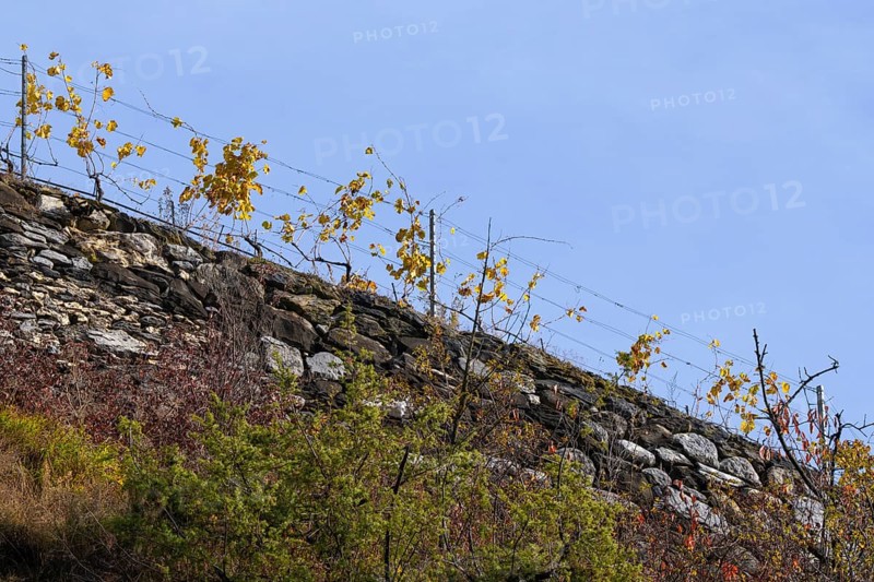 Vine hangs on wire on top of a handmade stone wall. Background is blue sky. Autumn colours in the Rhone Valley. Colourful yellow orange image. Valais, Switzerland