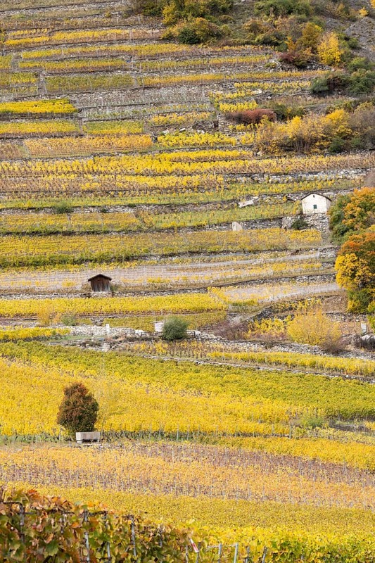 Terraced grape vineyards in autumn colours in the Rhone Valley. Colourful yellow orange image. Valais, Switzerland