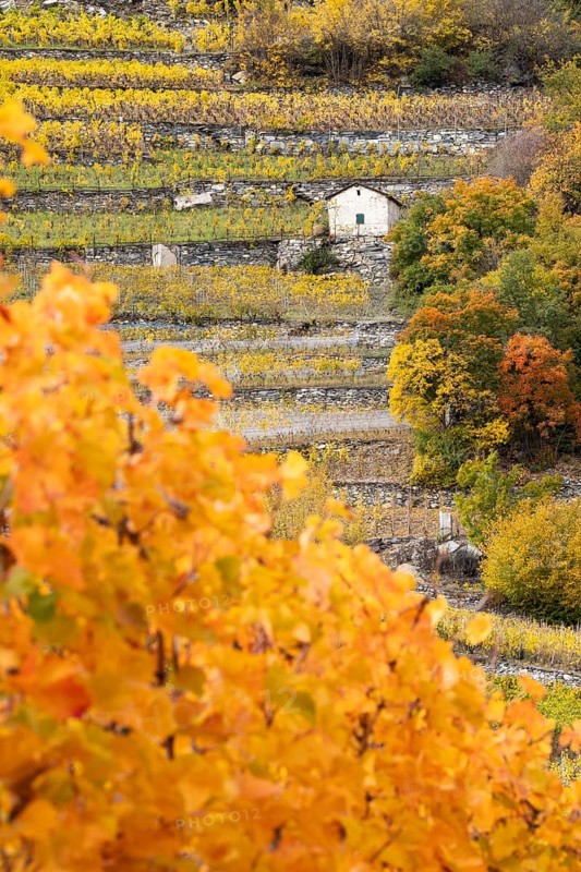 Terraced grape vineyards in autumn colours in the Rhone Valley. Little brown hut stands in the filed. Colourful yellow orange image. Valais, Switzerland