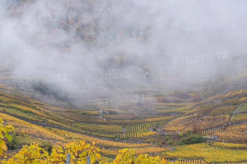 Terraced grape vineyards in autumn colours, clouds floating above the vine fields. Colourful yellow orange image. Rhone Valley, Valais, Switzerland