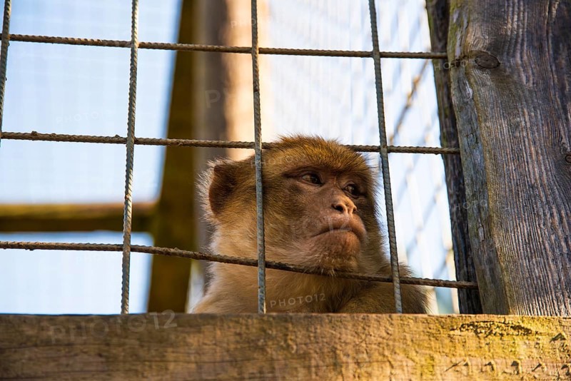 A monkey inside a cage, looking pensive while peering through the bars, Preding, Austria