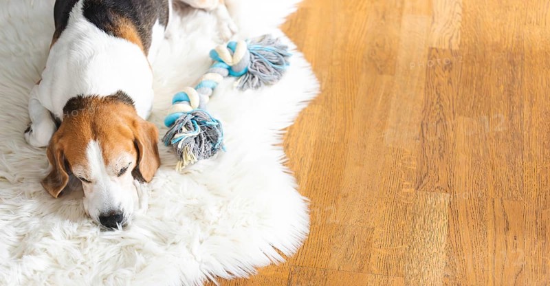 A beagle sleeps on a white fur rug, set against a wooden floor, radiating warmth, Graz, Austria