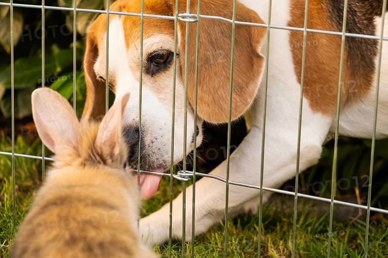 A beagle and a rabbit interact through a fence, creating a moment of curiosity, Graz, Austria