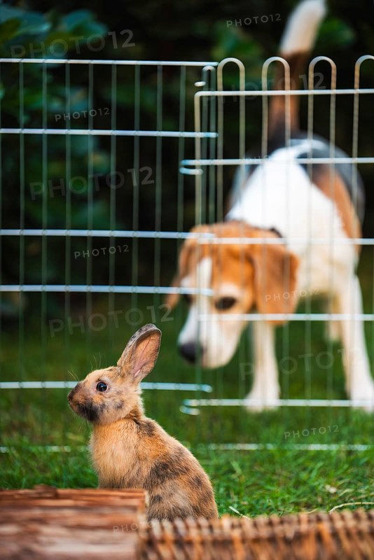 Beagle dog watching Bunnies through the fence, Pet background concept