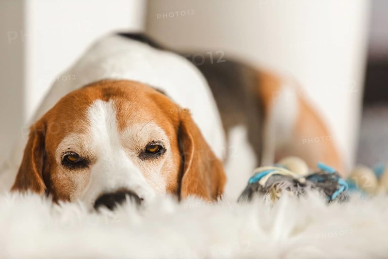 A beagle lies down on a fluffy surface with a relaxed demeanor, Graz, Austria