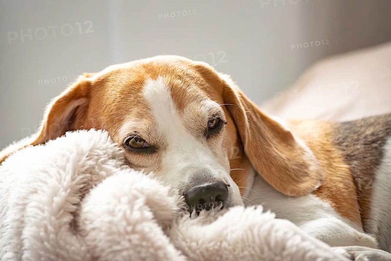 A beagle rests indoors on a soft blanket with a calm expression, Graz, Austria