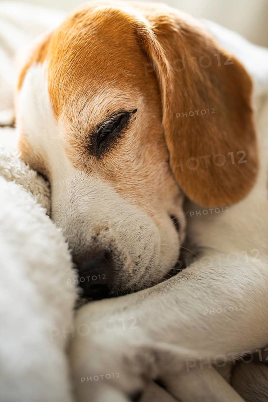 Close-focus image of a peaceful beagle sleeping with soft fur, Graz, Austria