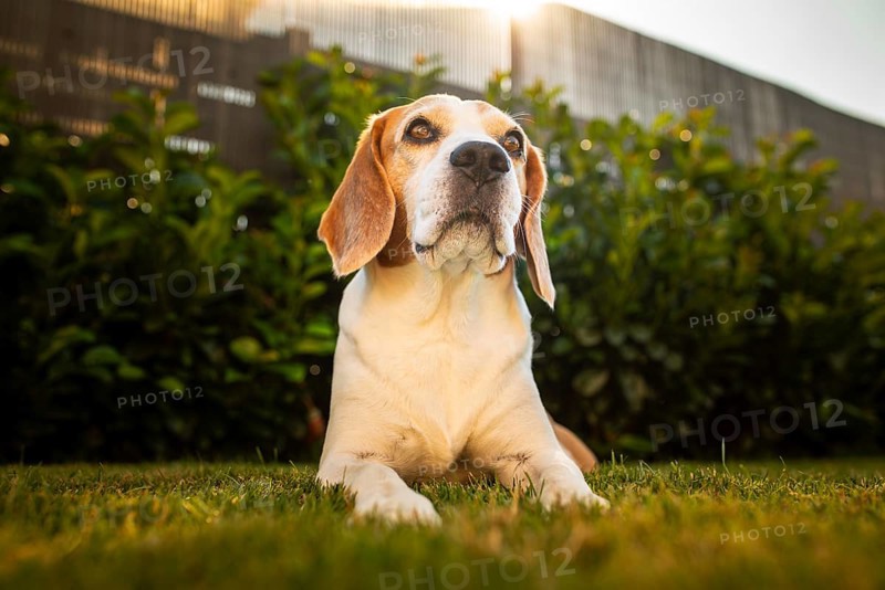 Beagle positioned majestically on grass in sunlight, Graz, Austria