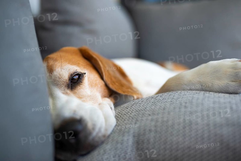 Beagle resting and looking relaxed on a sofa, Graz, Austria
