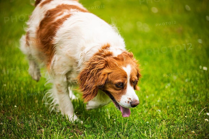 Brown and white dog walking on grass with its tongue out, exploring, Rymanow, Poland