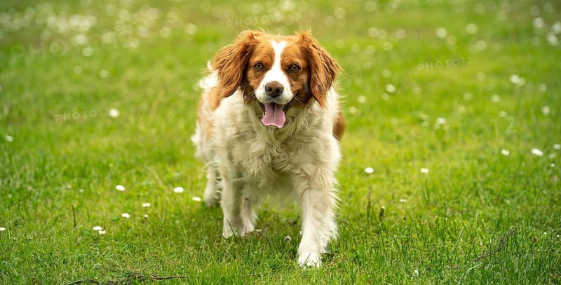 Brown and white dog running playfully on a grassy field, Rymanow, Poland