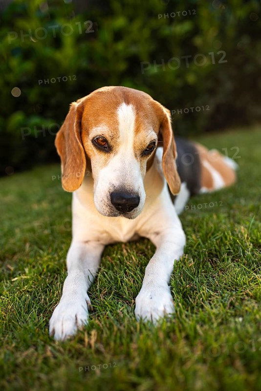 Beagle lying on grass maintaining a focused look, Graz, Austria