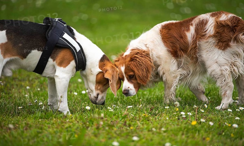 Two dogs sniffing the grass in a green outdoor setting, Rymanow, Poland