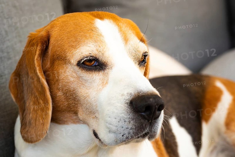 Close-up of a beagle on a grey sofa, looking relaxed and calm, Graz, Austria