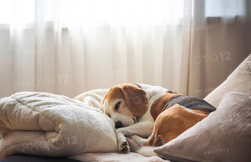 A calm and peaceful scene of a beagle sleeping in a softly lit home interior, Graz, Austria
