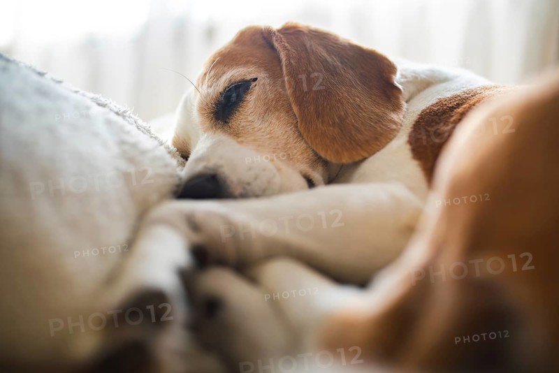A beagle is sleeping peacefully, creating a cozy and relaxed atmosphere in natural light, Graz, Austria